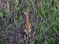 American Bittern - Picture taken at Shollenberger Park, Petaluma, California