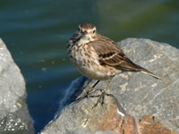 American Pipit - Picture taken at Las Gallinas Ponds, San Rafael, California