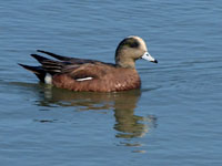 American Wigeon - Picture taken at Las Gallinsa Ponds, San Rafael, California
