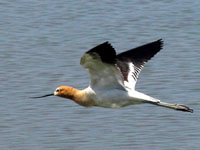 American Avocet - Picture taken at Shollenberger Park, Petaluma, California