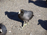 American Coot - Picture taken at Lucchesi Park, Petaluma, California