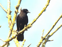 American Crow - Picture taken at Lucchesi Park, Petaluma, California