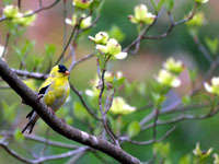 American Goldfinch - Picture taken at Elkin, North Carolina