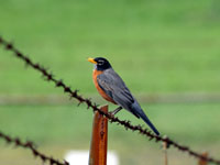 American Robin - Picture taken at Elkin, North Carolina