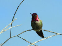 Anna's Hummingbird - Picture taken at Shollenberger Park, Petaluma, California