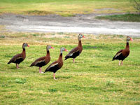 Black-bellied Whistling-ducks - Picture taken at Corpus Christi, Texas