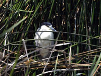 Black-crowned Night-heron - Picture taken at Shollenberger Park, Petaluma, California