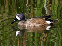 Blue-winged Teal - Picture taken at Shollenberger Park, Petaluma, California
