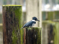 Belted Kingfisher - Picture taken at Bodega Bay, California