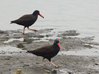 Black OysterCatcher - Picture taken at Bodega Bay, California