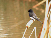 Black Phoebe - Picture taken at Shollenberger Park, Petaluma, California