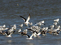 Black Skimmers - Picture taken at Corpus Christi, Texas