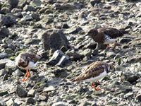 Black Turnstone - Picture taken at Bodega Bay, California
