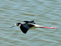 Black-necked Stilt - Picture taken at Shollenberger Park, Petaluma, California