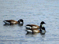 Brant - Picture taken at Bodega Bay, California
