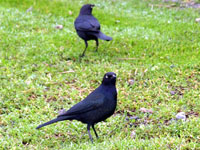 Brewer's Blackbirds - Picture taken at Shollenberger Park, Petaluma, California