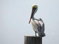 Brown Pelican - Picture taken at Shollenberger Park, Petaluma, California