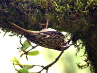 Brown Creeper - Picture taken at Heart's Desire Beach - Tomales State Park, California
