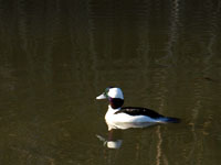 Bufflehead - Picture taken at Shollenberger Park, Petaluma, California