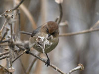 Bushtit - Picture taken at Shollenberger Park, Petaluma, California