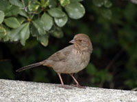 California Towhee - Picture taken at Rohnert Park, California