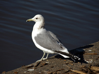 California Gull - Picture taken at Lucchesi Park, Petaluma, California