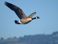 Canada Goose - Picture taken at Shollenberger Park, Petaluma, California