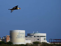 Crested Caracara - Picture taken at Corpus Christi, Texas