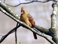 Northern Cardinal - Picture taken at Elkin, North Carolina