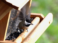 Carolina Chickadee - Picture taken at Elkin, North Carolina