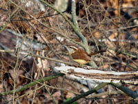 Carolina Wren - Picture taken at Elkin, North Carolina