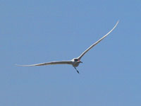 Caspian Tern - Picture taken at Shollenberger Park, Petaluma, California