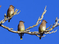 Cedar Waxwings - Picture taken at Petaluma, California