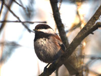Chestnut-backed Chickadee - Picture taken at Point Reyes National Seashore, California