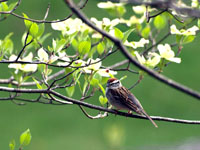 Chipping Sparrow - Picture taken at Elkin, North Carolina
