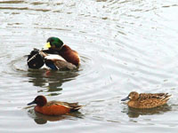 Cinnamon Teals - Picture taken at Shollenberger Park, Petaluma, California