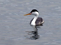 Clark's Grebe - Picture taken at Bodega Bay, California