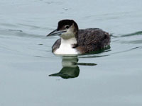 Common Loon - Picture taken at Bodega Bay, California