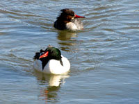 Common Merganser - Picture taken at Las Gallinas Ponds, San Rafael, California
