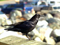 Common Raven - Picture taken at Point Arena, California