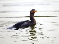 Double-crested Cormorant - Picture taken at Lucchesi Park, Petaluma, California