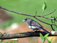 Dark-eyed Junco - Picture taken at Elkin, North Carolina