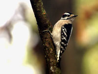 Downy Woodpecker - Picture taken at Statesville, North Carolina