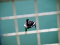 Eared Grebe - Picture taken at Bodega Bay, California