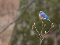 Eastern Bluebird - Picture taken at Elkin, North Carolina