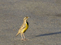 Eastern Meadowlark - Picture taken in South Texas