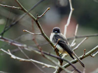 Eastern Phoebe - Picture taken at Elkin, North Carolina