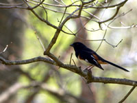 Eastern Towhee - Picture taken at Elkin, North Carolina