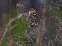 Field Sparrow - Picture taken at River Bend Park, Conover, North Carolina