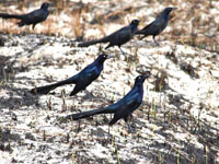 Great-tailed Grackle - Picture taken at South Padre Island, Texas